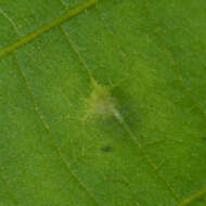 Image of Caryomyia viscidolium Gagne 2008