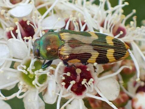 Sivun Castiarina flavopicta (Boisduval 1835) kuva