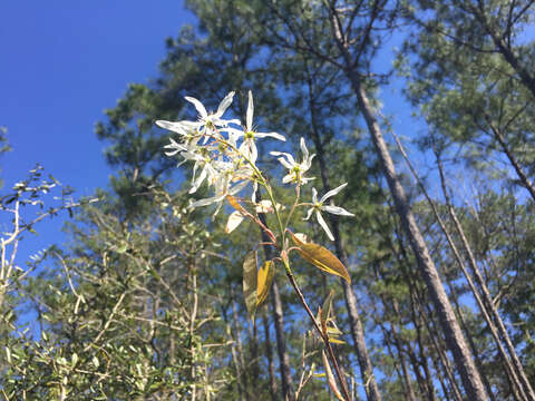 Image de Amelanchier arborea (Michx. fil.) Fern.