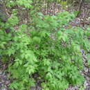 Слика од Lonicera minutiflora Zabel