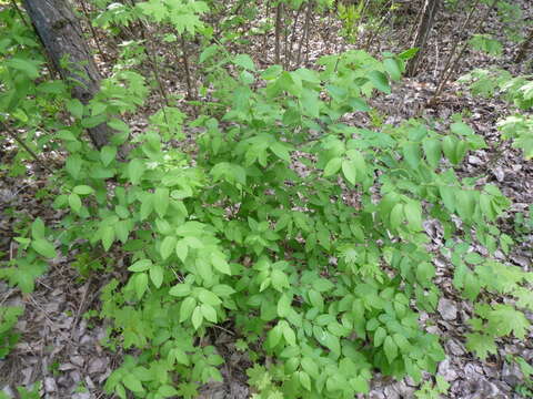 صورة Lonicera minutiflora Zabel