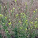 Image of Linaria grandiflora Desf.