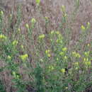 Imagem de Linaria grandiflora Desf.