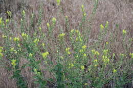 Image of Linaria grandiflora Desf.