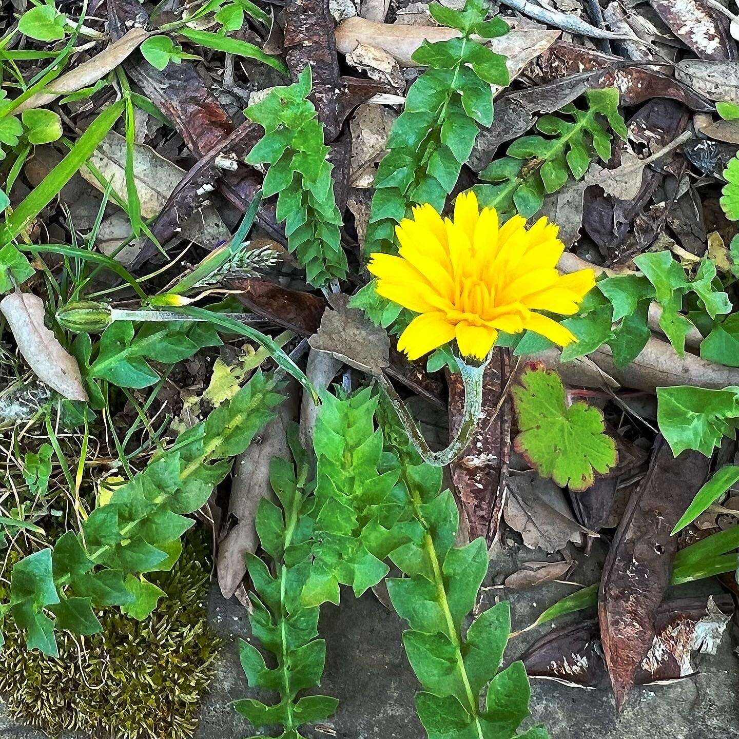 Image of Hyoseris radiata subsp. radiata