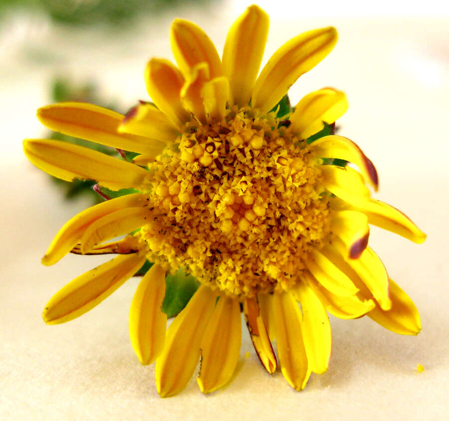 Image of Berkheya carlinoides (Vahl) Willd.