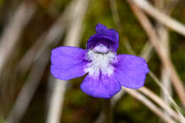 Image of Pinguicula poldinii J. F. Steiger & Casper