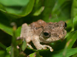 Слика од Kurixalus idiootocus (Kuramoto & Wang 1987)