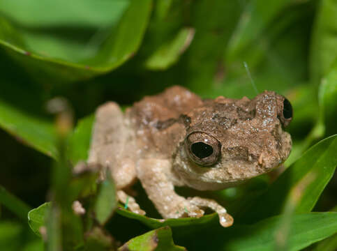 Image of Temple Tree Frog