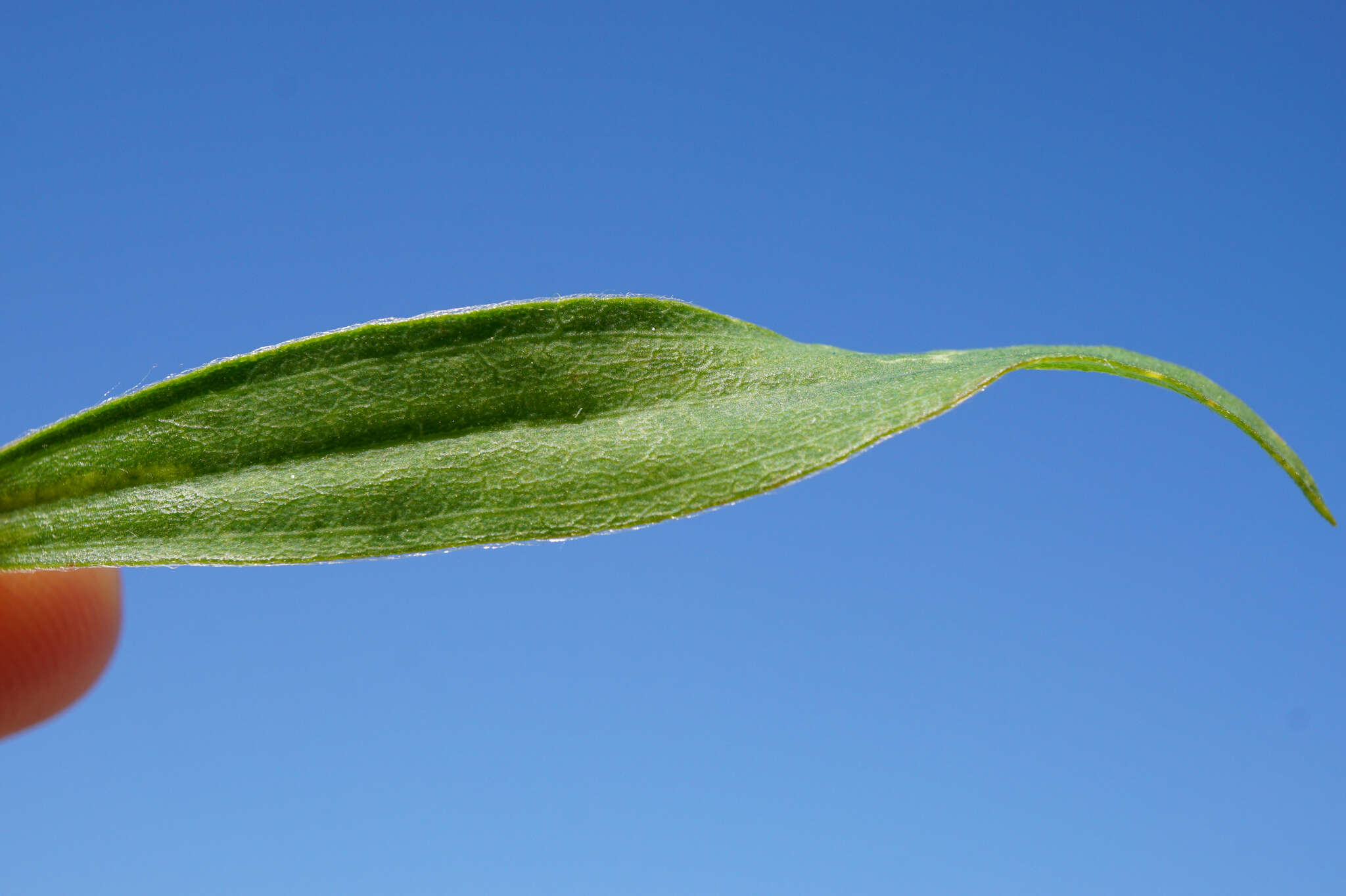 Image de Bassia scoparia subsp. densiflora (Turcz. ex Aellen) S. Cirujano & M. Velayos