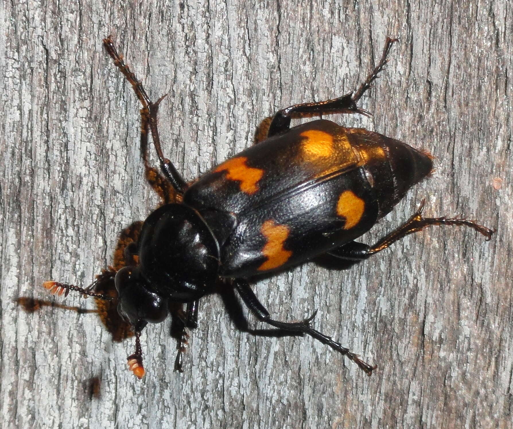 Nicrophorus (Nicrophorus) orbicollis (Say 1825) resmi