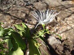 Image of Cynophalla verrucosa (Jacq.) J. Presl