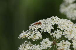 Image of <i>Formica biophilica</i> Trager