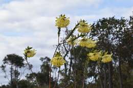 Image of Pimelea suaveolens Meissn.