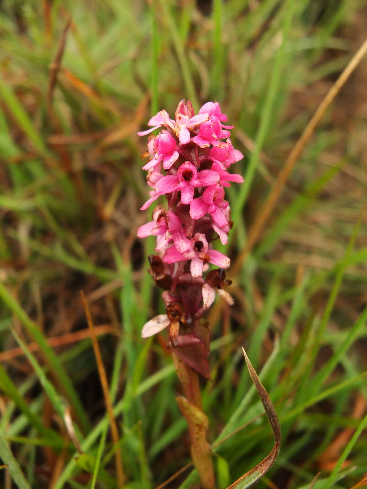 صورة Satyrium nepalense D. Don