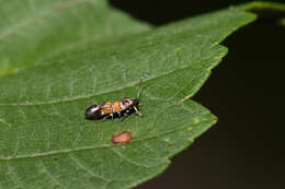 Image of Stagmatophora heydeniella Fischer von Röslerstamm 1842