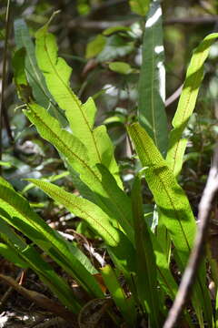 Image of long strapfern