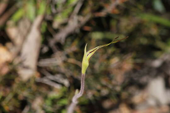 Image of Eastern Mantis Orchid