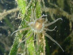 Image of grass crack anemone