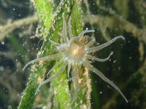 Image of grass crack anemone