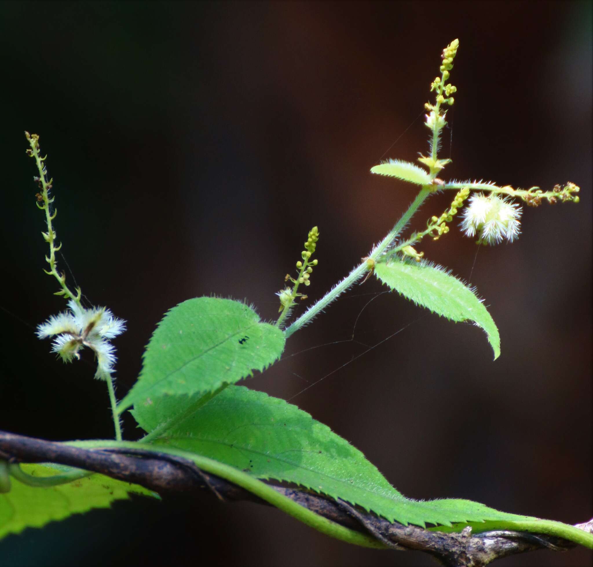 Image of Tragia involucrata L.