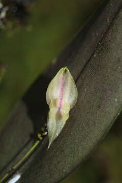 Image of Lepanthes dunstervilleorum Foldats