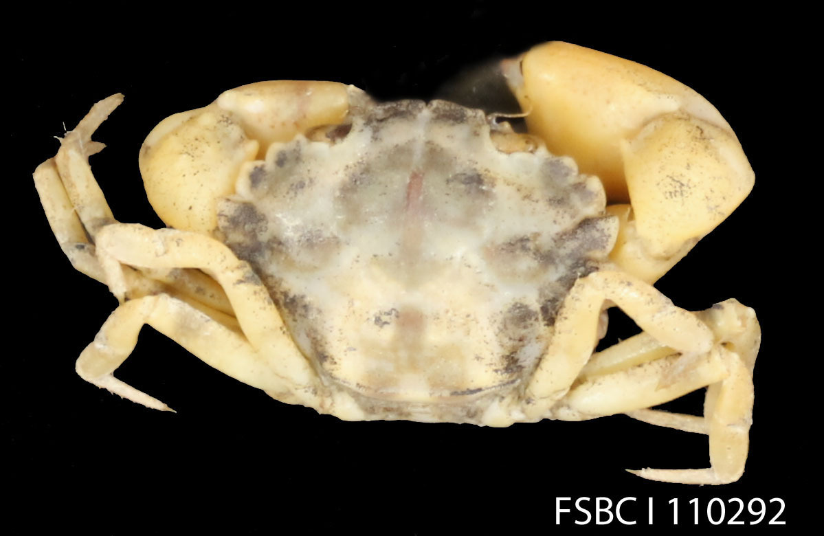 Image of Western mud crab