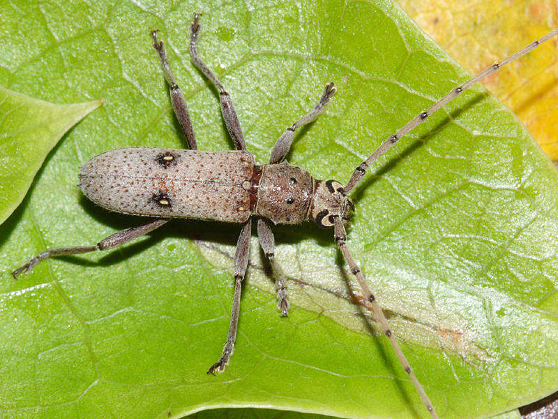 Image of Eburia porulosa Bates 1892