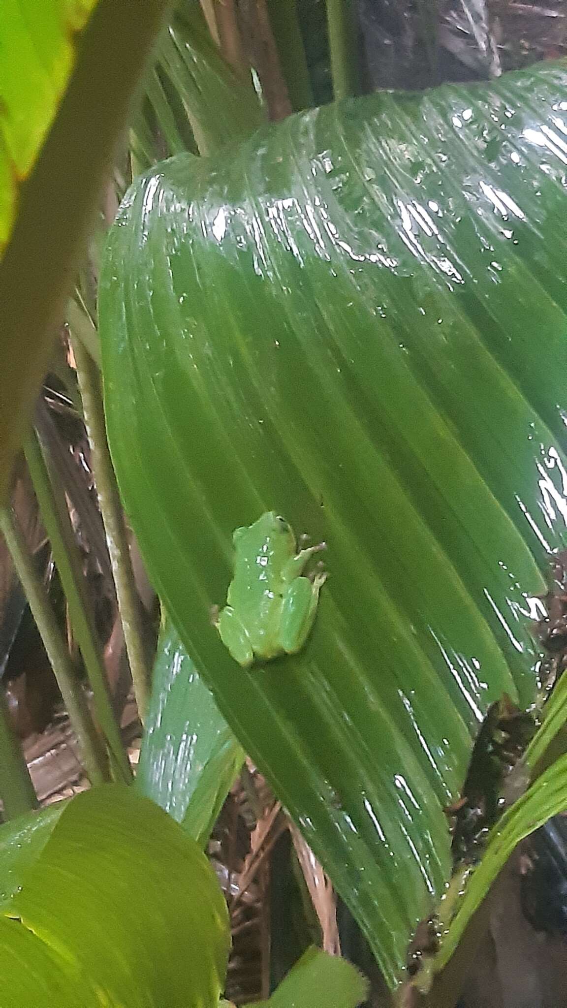 Image of Seychelles Tree Frog