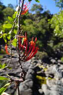 Imagem de Dendrophthoe curvata (Bl.) Bl.