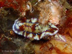 Plancia ëd Hypselodoris krakatoa Gosliner & R. F. Johnson 1999