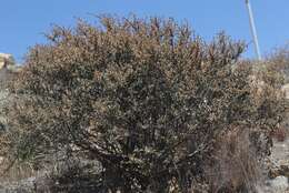 Image of ceanothus