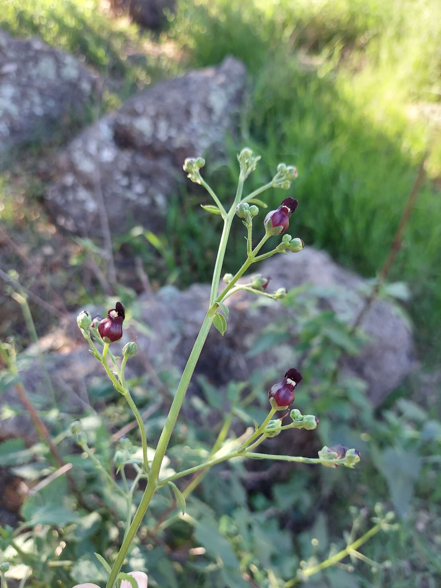 Imagem de Scrophularia atrata Pennell