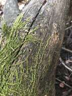 Image of Nuttall's homalothecium moss