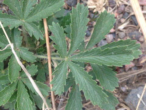 Image of sulphur cinquefoil