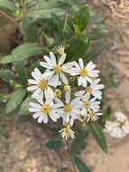 Image of Sticky daisy bush