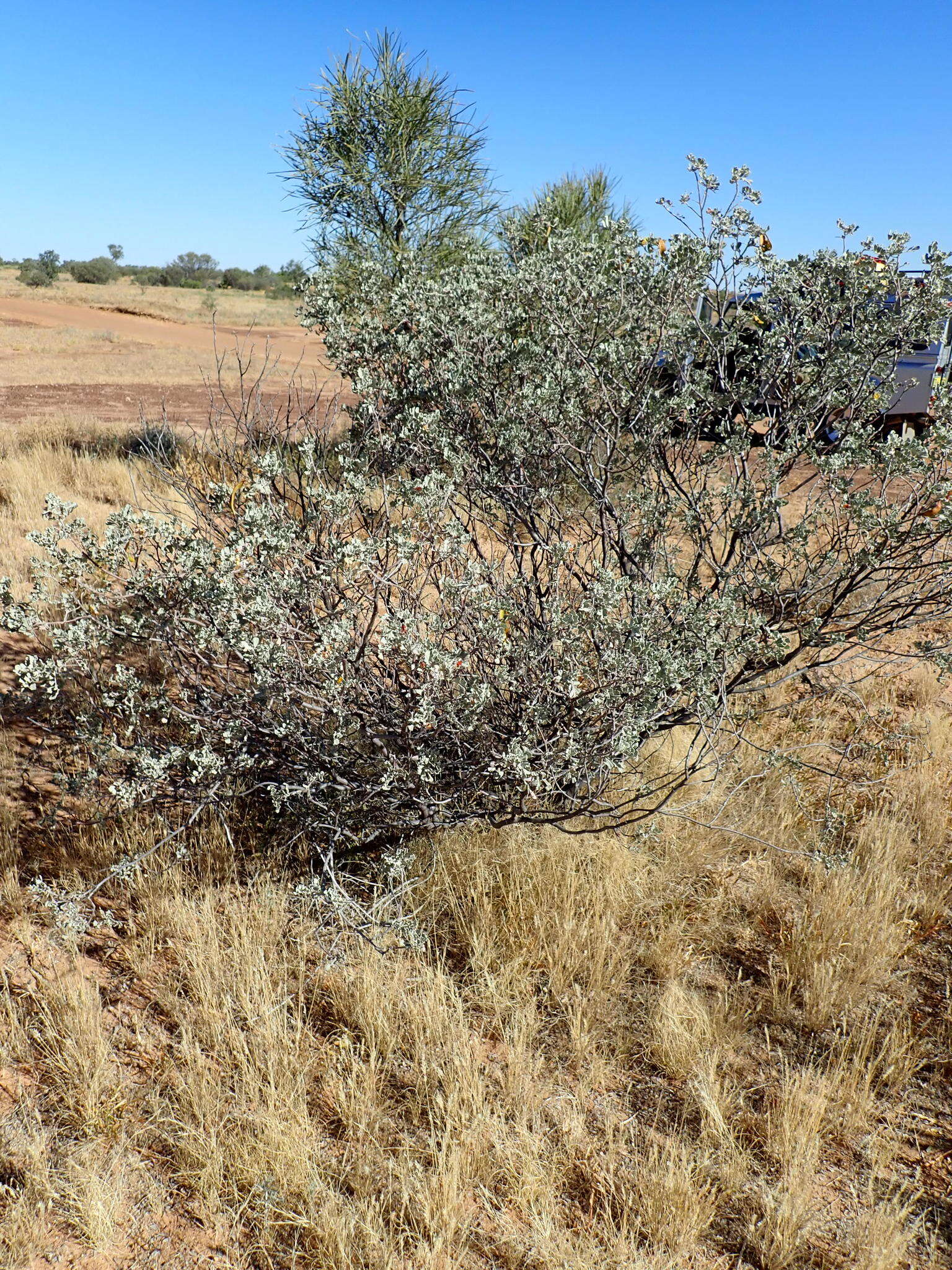 صورة <i>Senna artemisioides</i> subsp. <i>helmsii</i>