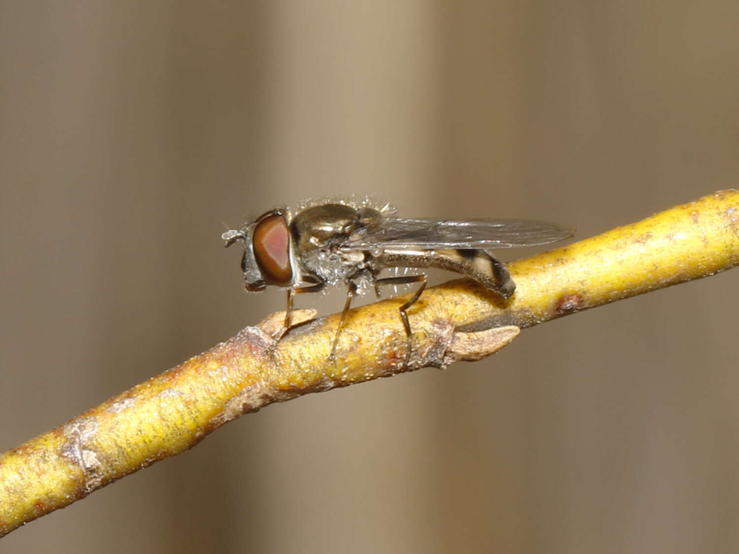 Image of Platycheirus obscurus (Say 1824)