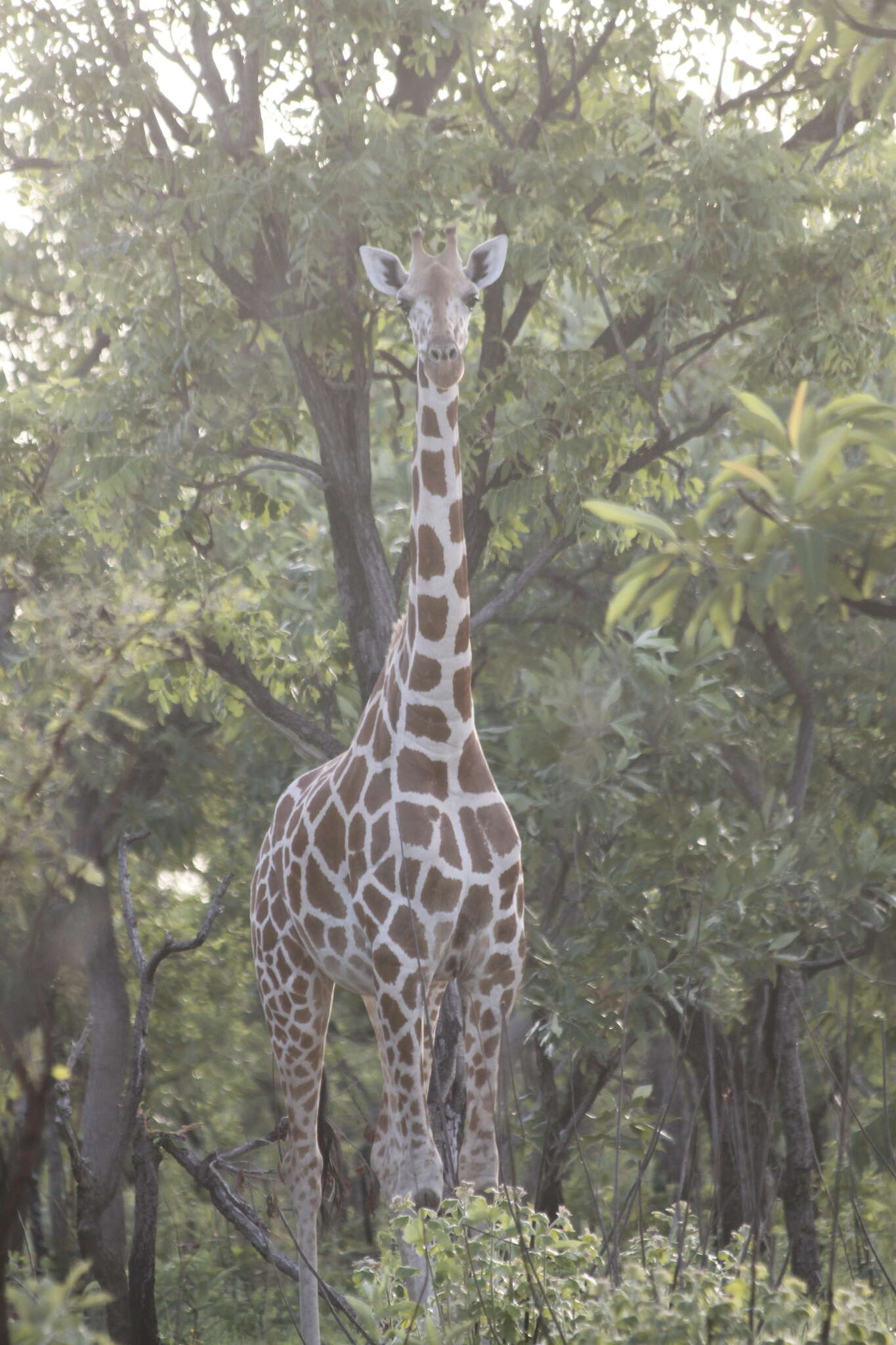 Image of Kordofan giraffe