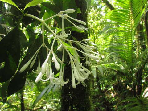 Image de Rudgea jasminoides (Cham.) Müll. Arg.