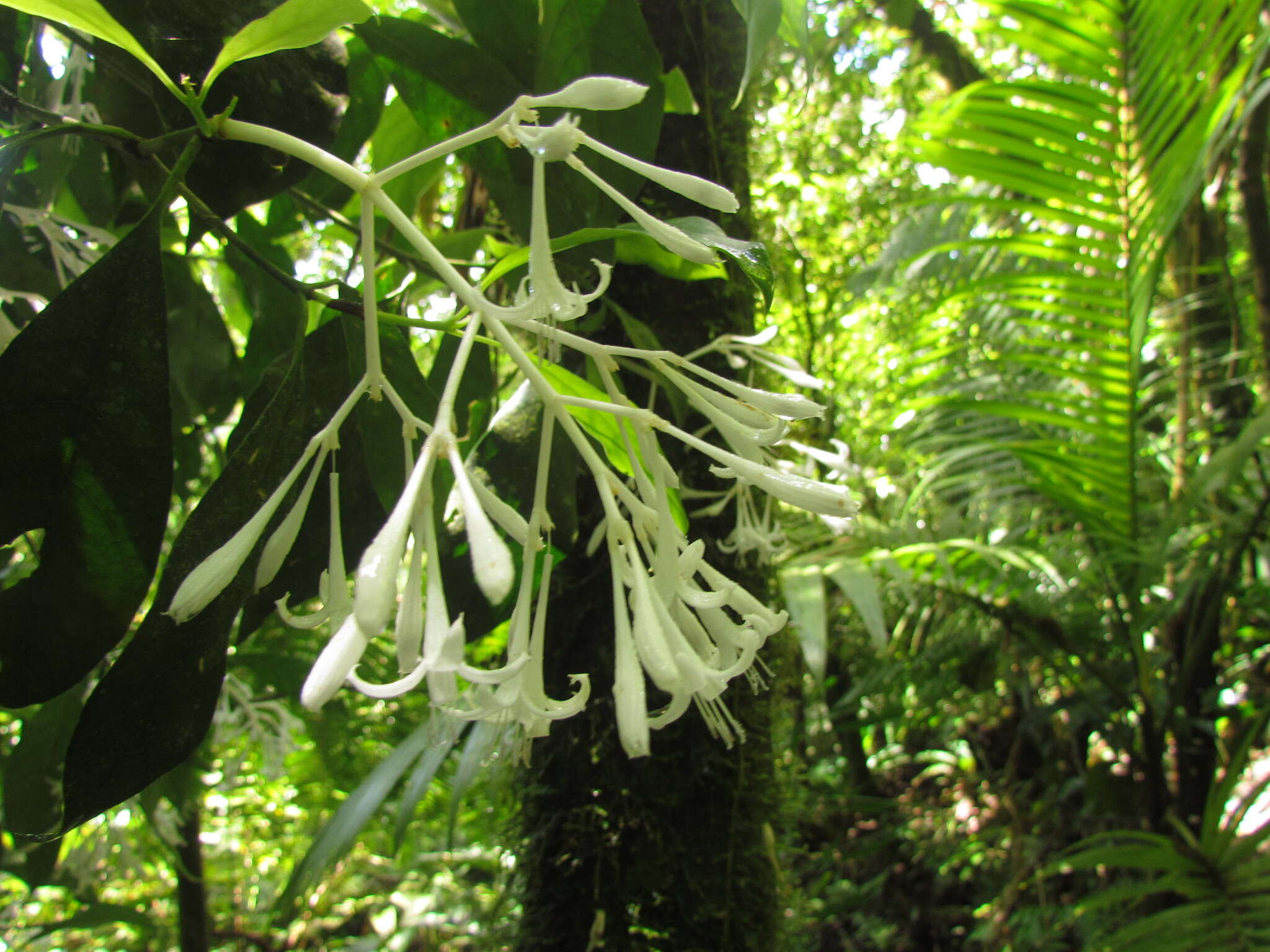 Image of Rudgea jasminoides (Cham.) Müll. Arg.