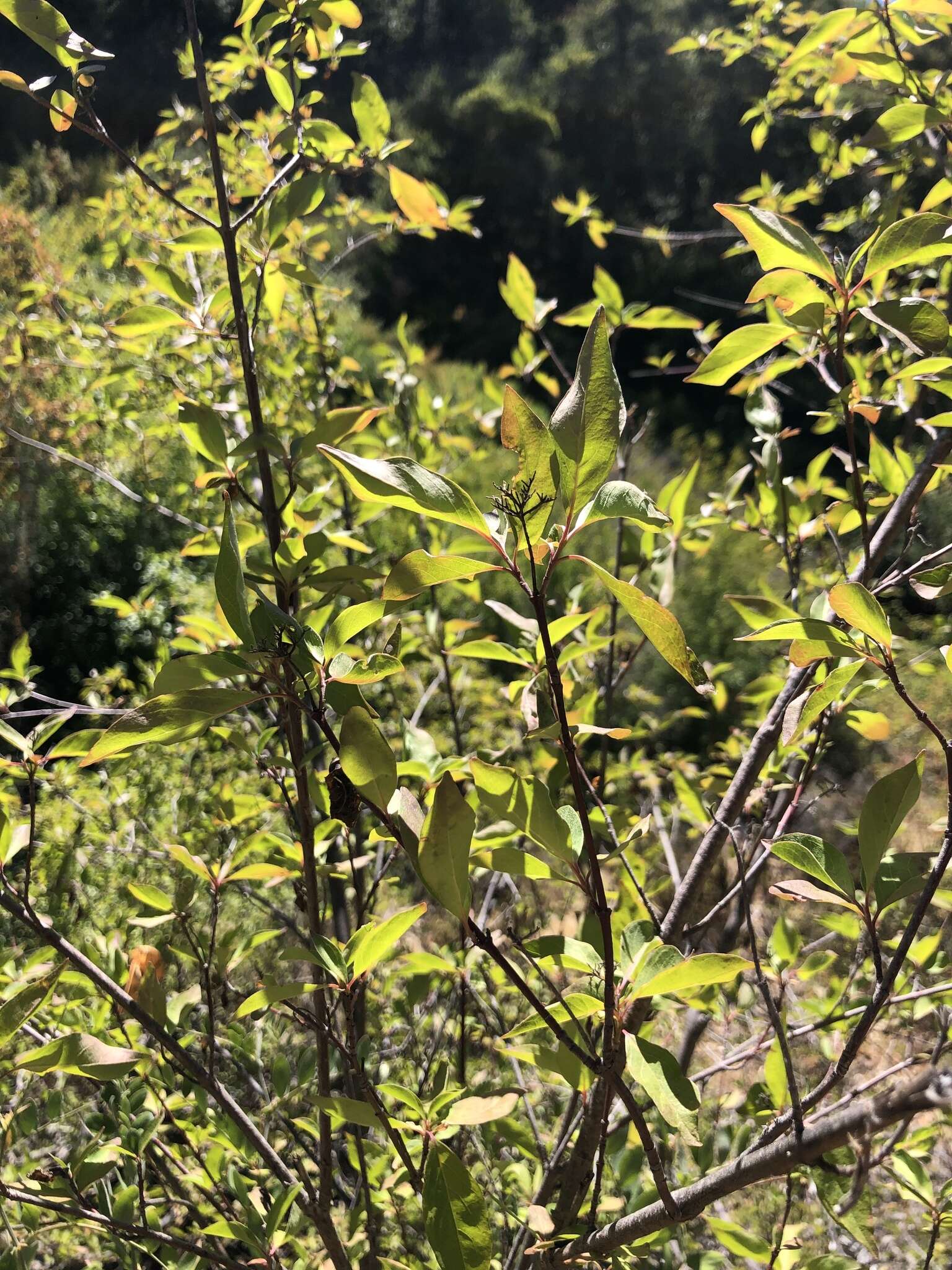 Image of brown dogwood