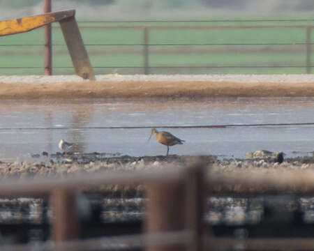 Imagem de Limosa haemastica (Linnaeus 1758)