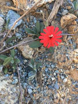 Image de Silene hookeri subsp. serpentinicola (T. W. Nelson & J. P. Nelson) K. L. Chambers & S. C. Meyers