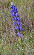 Image of spider lupine