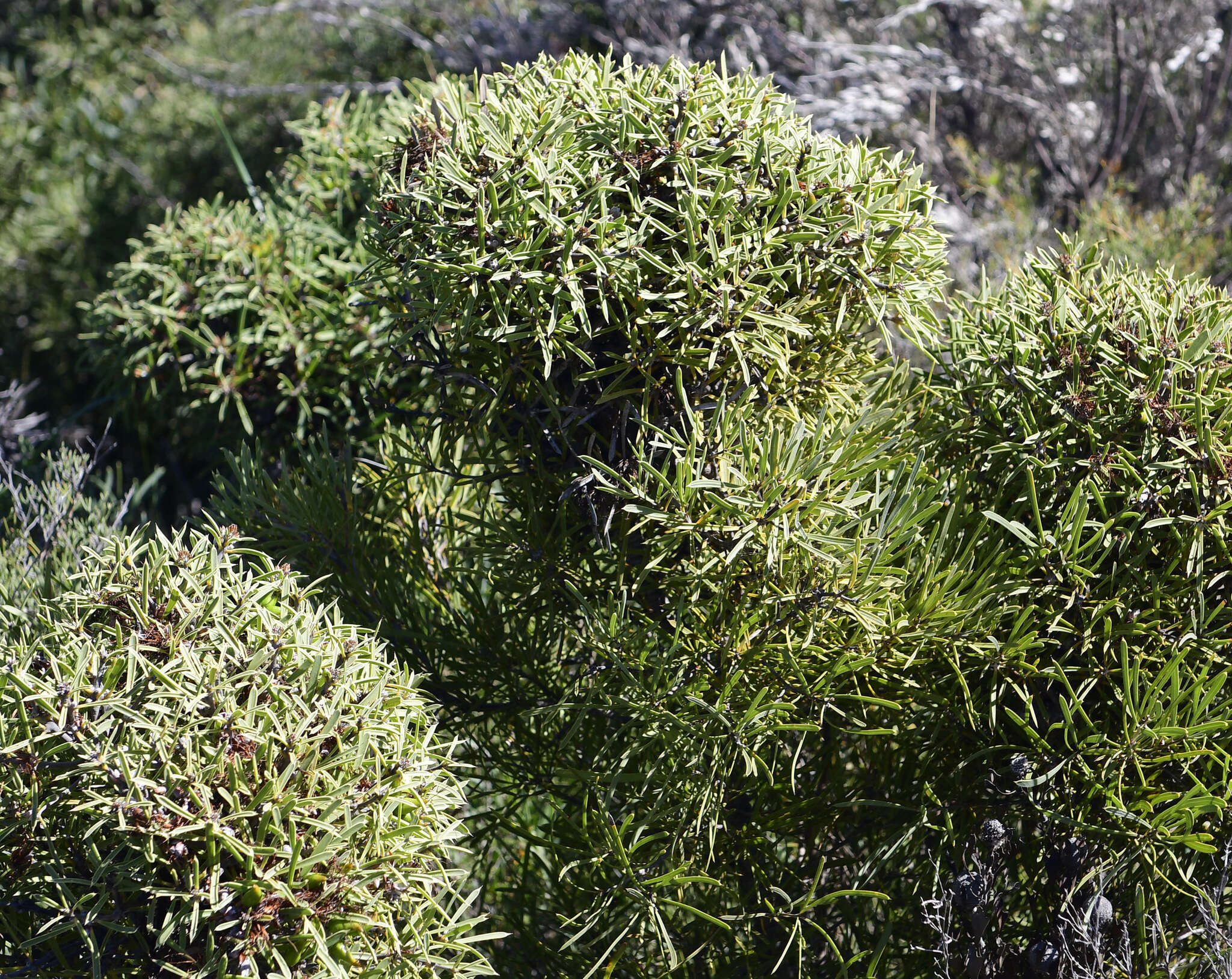 Image of Hakea corymbosa R. Br.