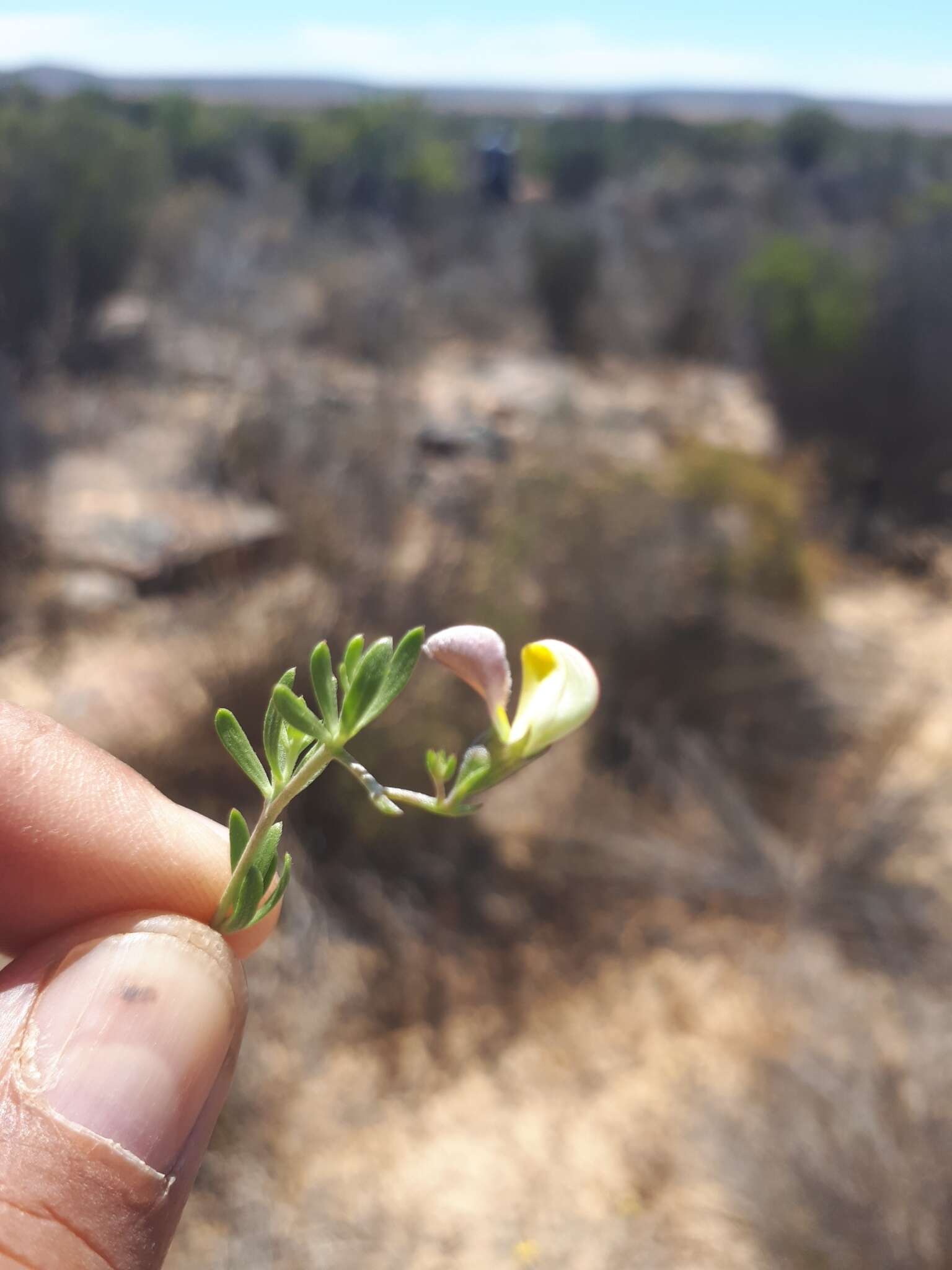 Image of Aspalathus bracteata Thunb.