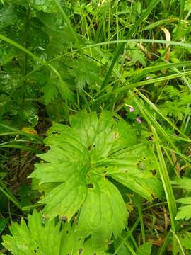 Image of <i>Aconitum lasiostomum</i>