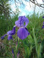 Image of Iris hybrida