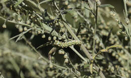 Image of scarce wormwood